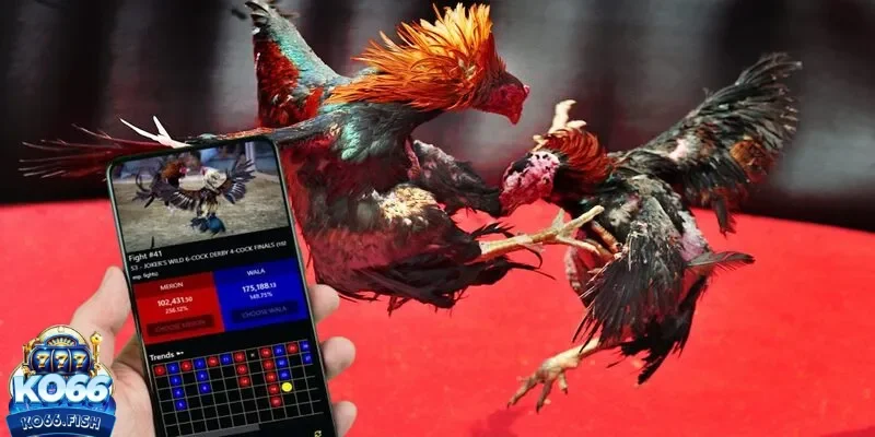 Biết thể lệ khi chơi chọi kê