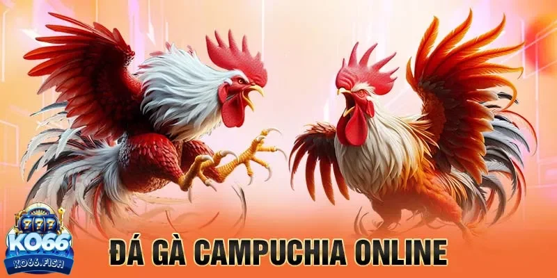 Đá gà Campuchia KO66