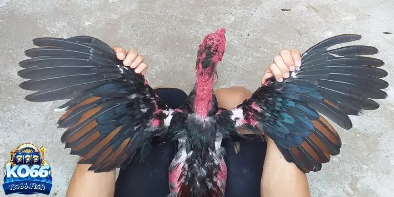 Nắm được kiến thức chọn gà tốt