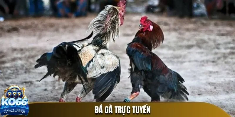 Tips đá gà KO66